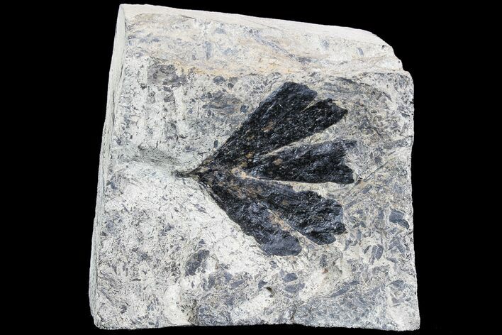 Early Cretaceous Gingko Leaf From Germany #77933